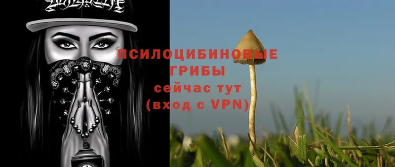 магазин продажи   Раменское  Псилоцибиновые грибы Psilocybine cubensis 